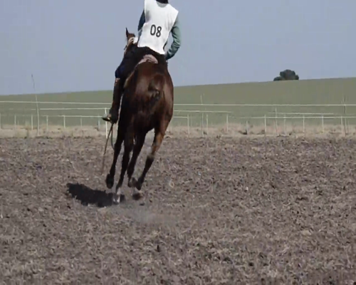 Lote Se La Plateada Chex