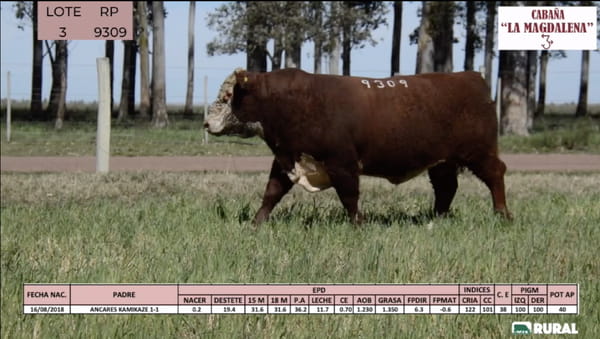 Lote Toros POLLED HEREFORD PI RP 9309 9506