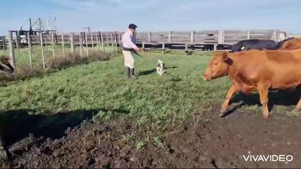 Lote 57 Vacas nuevas Preñadas
