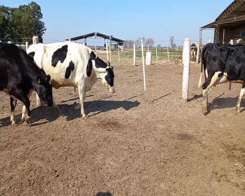 Lote VAQUILLONAS PREÑADAS