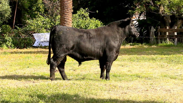 Lote CABAÑA COEMBOTÁ: RP 206