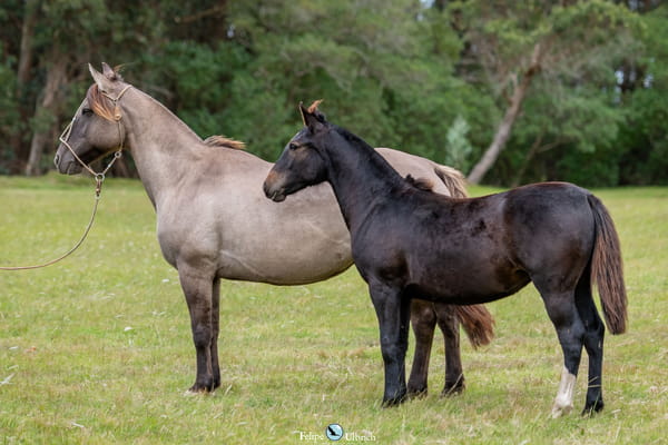 Lote JAGUEL IBIZA 687