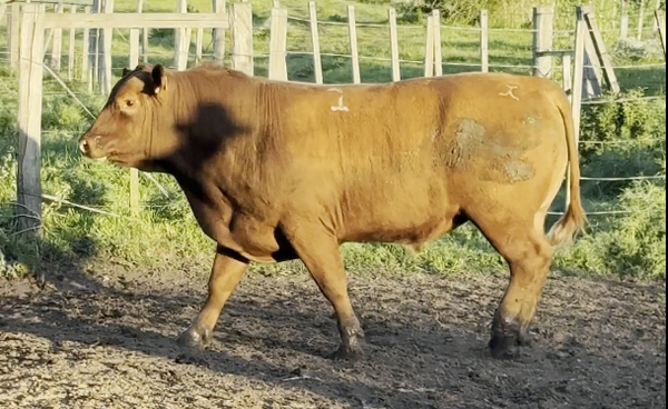 Lote PLANTEL X HEREJE