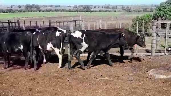 Lote (Vendido)7 Novillos HOLANDO 275kg -  en RADIAL SAN JOSE