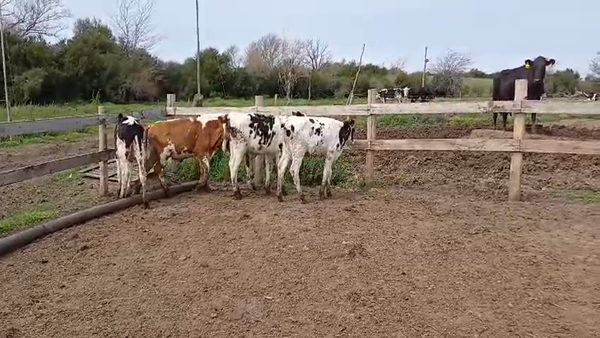 Lote (Vendido)5 Terneros Holando HOLANDO 120kg -  en COLONIA AMERICA