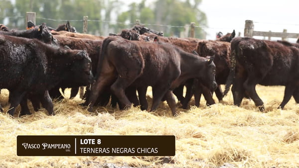 Lote 43 TERNERAS NEGRAS CHICAS