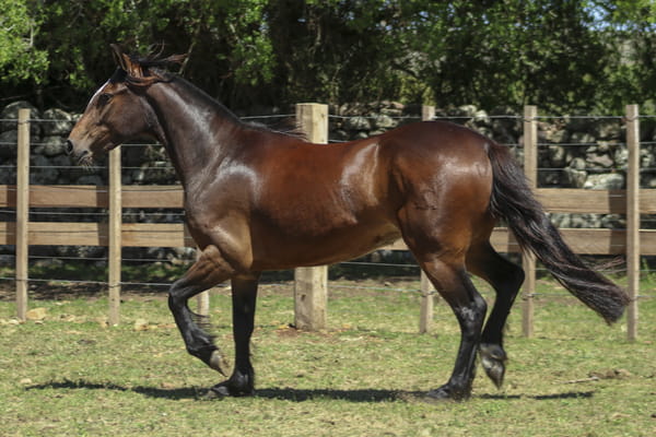 Lote AGUAS CLARAS NATIVA