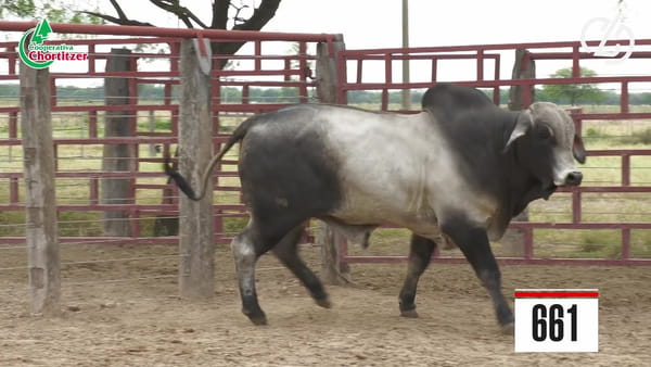 Lote Brahman