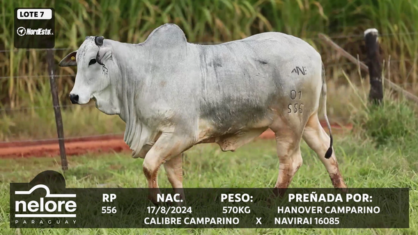 Lote LOTE 7