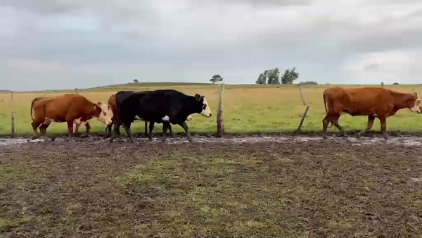 Lote VACAS DE INVERNADA