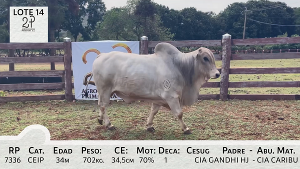 Lote LOTE 14
