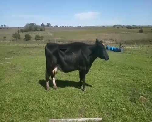 Lote Vacas de Invernada HOLANDO 580kg - , San José
