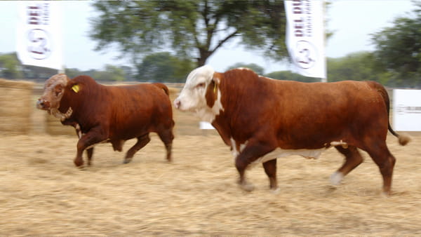Lote TOROS