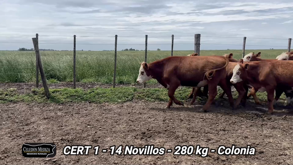 Lote 14 Novillos 1 a 2 años en Miguelete, Colonia