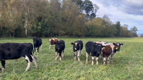 Lote 120 Ternero en Río Bueno, XIV Región Los Ríos