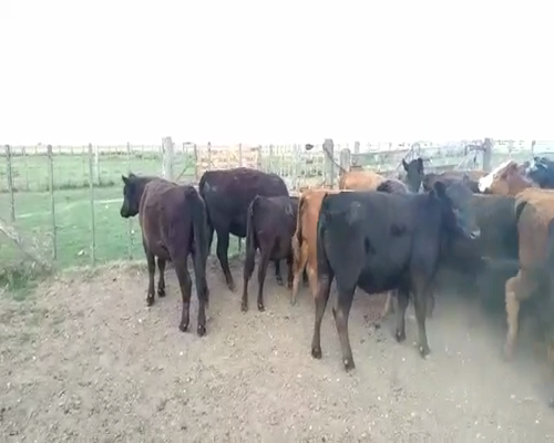 Lote 24 Terneras en Cañuelas, Buenos Aires