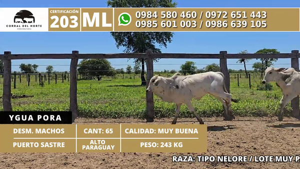 Lote 65 Desmamantes machos 243kg -  en Carmelo Peralta los de Norica  Puerto Sastre los de Ygua Pora