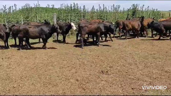 Lote 25 Terneras en Gral. Paz, Buenos Aires