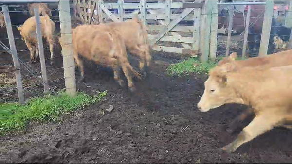 Lote 34 Vaquilla Engorda en Melipeuco, IX Región Araucanía