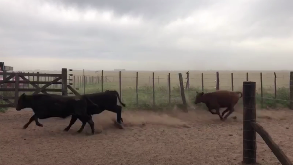 Lote 100 TERN. HEMBRAS, ARENAZA, BS. AS.