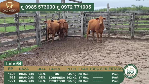 Lote 3 Hembras BRANGUS, Ñeembucú
