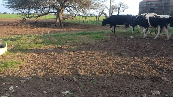 Lote 10 Vaquillonas Holando Argentino en Quebracho Herrado, Códoba