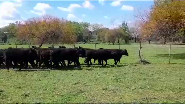 Lote (Vendido)33 Terneros ANGUS 310kg -  en POLANCOS