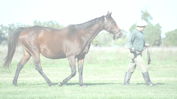 Lote ENDOSADA (ENDORSEMENT - PURE EMBALADA) Preñez de NICODEMUS