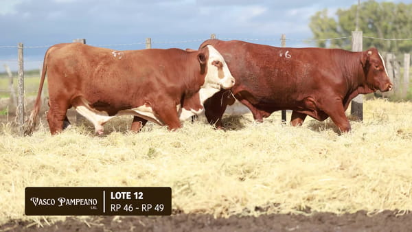 Lote TOROS BRAFORD