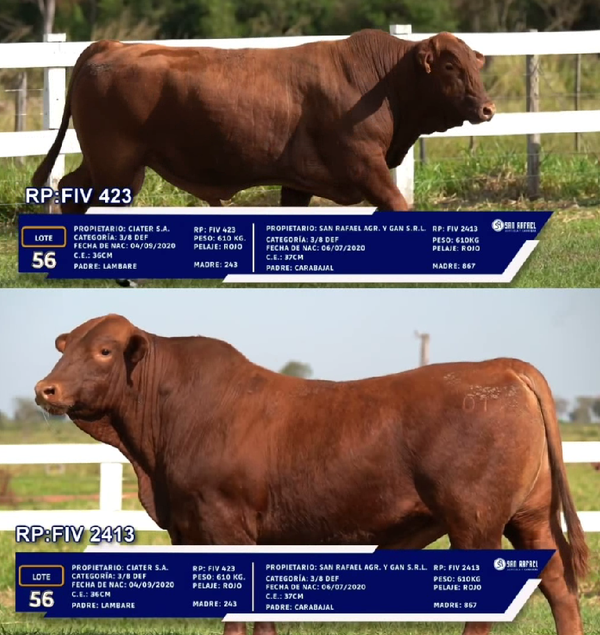Lote LOTE 56 - DUO
