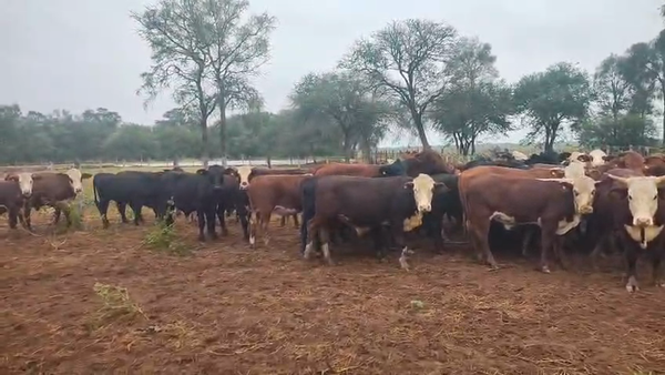 Lote 59 Novillitos en Salta, Tolloche