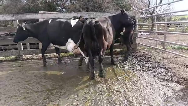 Lote Vaca, San José