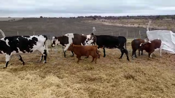 Lote (Vendido)6 Piezas de cría en SANTA ELENA