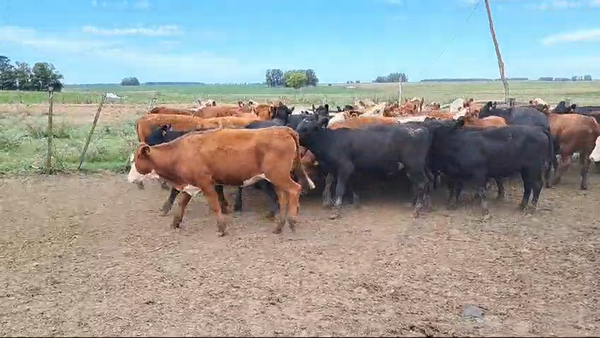 Lote VAQUILLONAS 1 A 2 AÑOS