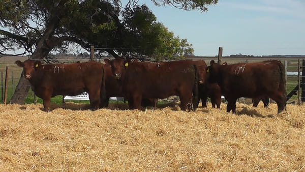 Lote VAQUILLONAS COLORADAS PREÑADAS
