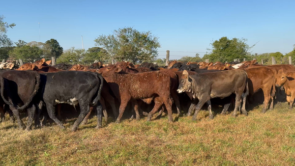 Lote 105 Terneros/as
