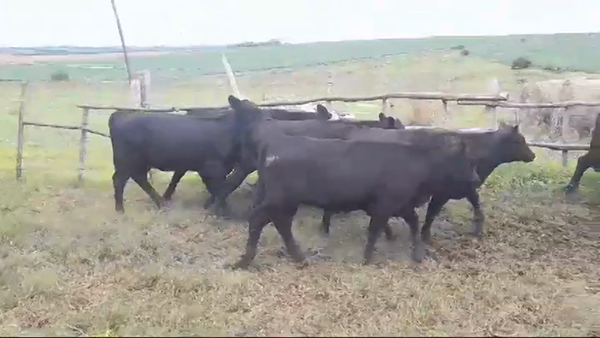 Lote (Vendido)6 Terneras ANGUS 295kg -  en EL CHILENO
