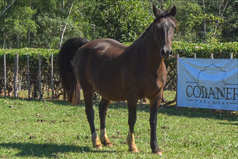 Lote PALO BORRACHO ÑA ANTONIA