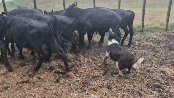 Lote 10 Terneros 130kg - , San José