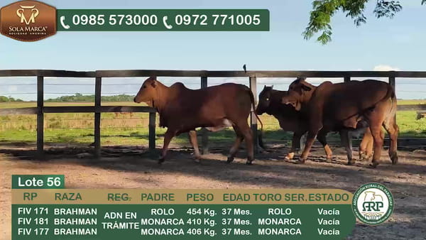 Lote 3 Hembras BRAHMAN, Ñeembucú