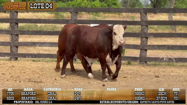 Lote LOTE 4- POR PANTALLA