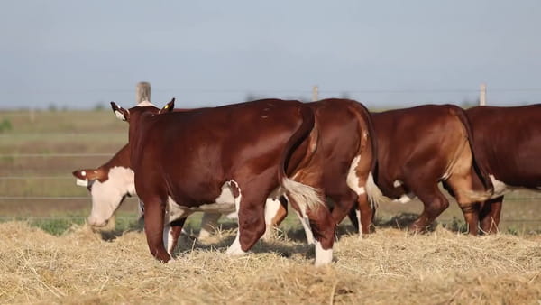 Lote Vaquillonas Braford Controladas -  Preñadas