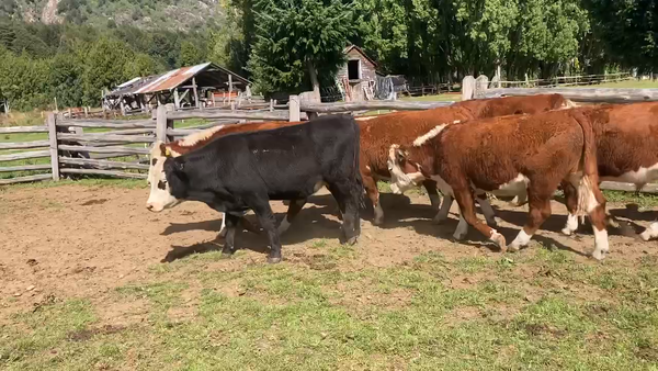 Lote 50 Novillo Engorda en Coyhaique, XI Región Aysén