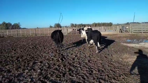 Lote 3 Toros PI / PO / PC Cr en Carreton