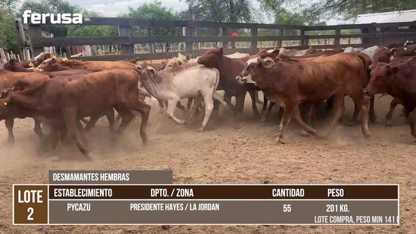 Lote LOTE 2