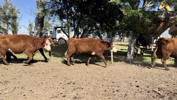  VACAS PREÑADAS