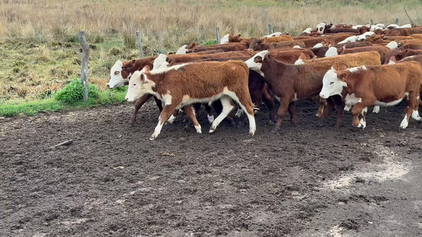 Lote 70 Terneros