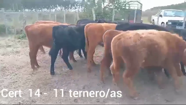 Lote NOVILLOS Y VAQUILLONAS