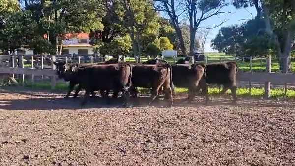 Lote VAQUILLONAS SANTA MARTA