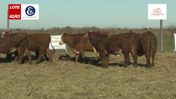 Lote Vaquillas Braford Generales para Servicio (Aptas Reproductivas por Tacto Rectal)